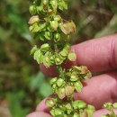 Rumex crispus L.Rumex crispus L.