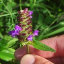 Prunella vulgaris L.Prunella vulgaris L.