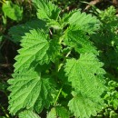 Urtica dioica L.Urtica dioica L.