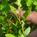 Chenopodium album L.Chenopodium album L.