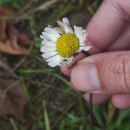 Bellis sylvestris Cyr.Bellis sylvestris Cyr.