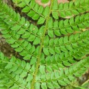 Polystichum setiferum (Forssk.) Woyn.Polystichum setiferum (Forssk.) Woyn.