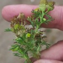 Matricaria discoidea DC.Matricaria discoidea DC.