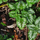 Lamium galeobdolon (L.) Crantz subsp. argentatum (Smejkal) J.Duvign.Lamium galeobdolon (L.) Crantz subsp. argentatum (Smejkal) J.Duvign.