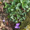 Viola riviniana Reichenb.Viola riviniana Reichenb.