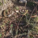 Sesamoides suffruticosa (Lange) KuntzeSesamoides suffruticosa (Lange) Kuntze