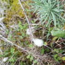 Hyla molleri Bedriaga, 1890Hyla molleri Bedriaga, 1890