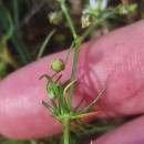 Spergula arvensis L.Spergula arvensis L.