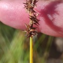 Carex echinata MurrayCarex echinata Murray