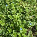 Veronica persica Poir.Veronica persica Poir.