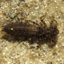 Boyeria irene (Fonscolombe, 1838)Boyeria irene (Fonscolombe, 1838)