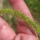 Setaria faberi Herm.Setaria faberi Herm.