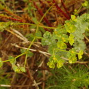 Euphorbia paralias L.Euphorbia paralias L.