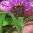 Centaurea nigra L. subsp. nigra .Centaurea nigra L. subsp. nigra .