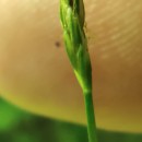 Eleocharis acicularis (L.) Roem. & Schult.Eleocharis acicularis (L.) Roem. & Schult.