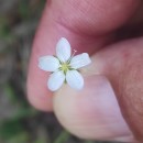 Sagina merinoi Pau ex MerinoSagina merinoi Pau ex Merino