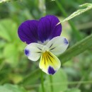Viola tricolor L.Viola tricolor L.