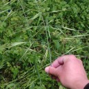 Bromus diandrus RothBromus diandrus Roth