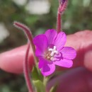Epilobium hirsutum L.Epilobium hirsutum L.