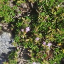 Thymus caespititius Brot.Thymus caespititius Brot.