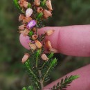 Erica cinerea L.Erica cinerea L.