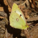 Colias crocea (Fourcroy, 1785)Colias crocea (Fourcroy, 1785)