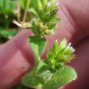 Cerastium glomeratum Thuill.Cerastium glomeratum Thuill.