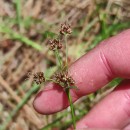 Luzula multiflora (Ehrh.) Lej.Luzula multiflora (Ehrh.) Lej.