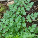 Oenanthe crocata L.Oenanthe crocata L.