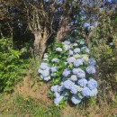 Hydrangea macrophylla (Thunb.) Ser.Hydrangea macrophylla (Thunb.) Ser.