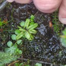 Pinguicula lusitanica L.Pinguicula lusitanica L.