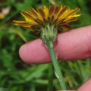 Hypochaeris radicata L.Hypochaeris radicata L.