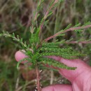 Calluna vulgaris (L.) HullCalluna vulgaris (L.) Hull