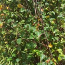 Betula celtiberica Rothm. & Vasc.Betula celtiberica Rothm. & Vasc.