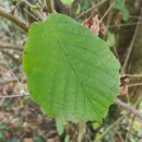 Corylus avellana L.Corylus avellana L.