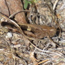 Aiolopus strepens (Latreille, 1804)Aiolopus strepens (Latreille, 1804)