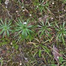 Plantago coronopus L.Plantago coronopus L.