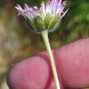 Bellis sylvestris Cyr.Bellis sylvestris Cyr.