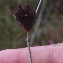 Schoenus nigricans L.Schoenus nigricans L.