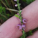 Calluna vulgaris (L.) HullCalluna vulgaris (L.) Hull