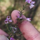 Erica australis L.Erica australis L.