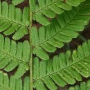 Dryopteris affinis - Grupo (Lowe) Fraser-JenkinsDryopteris affinis - Grupo (Lowe) Fraser-Jenkins