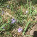 Scilla monophyllos LinkScilla monophyllos Link