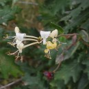 Lonicera periclymenum L. subsp. periclymenumLonicera periclymenum L. subsp. periclymenum
