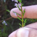 Calluna vulgaris (L.) HullCalluna vulgaris (L.) Hull