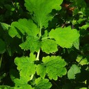 Chelidonium majus L.Chelidonium majus L.