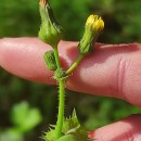 Sonchus asper (L.) HillSonchus asper (L.) Hill