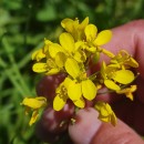 Brassica rapa L.Brassica rapa L.