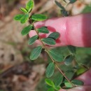 Hypericum pulchrum L.Hypericum pulchrum L.