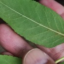 Fraxinus ornus L.Fraxinus ornus L.